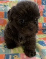 Smokey, a male Shih Tzu for sale in Adel, GA – Photo 7 of 10