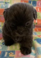 Smokey, a male Shih Tzu for sale in Adel, GA – Photo 4 of 10