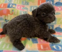 Smokey, a male Shih Tzu for sale in Adel, GA – Photo 10 of 10