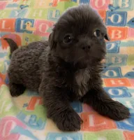 Smokey, a male Shih Tzu for sale in Adel, GA – Photo 5 of 10