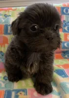 Smokey, a male Shih Tzu for sale in Adel, GA – Photo 3 of 10