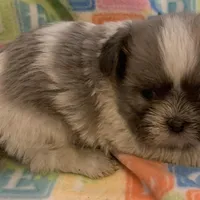 Baby, a female Shih Tzu for sale in Adel, GA – Photo 1 of 7