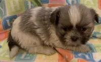Baby, a female Shih Tzu for sale in Adel, GA – Photo 1 of 7