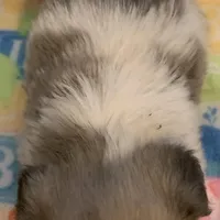 Baby, a female Shih Tzu for sale in Adel, GA – Photo 3 of 7