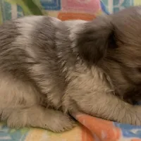 Baby, a female Shih Tzu for sale in Adel, GA – Photo 5 of 7