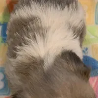 Baby, a female Shih Tzu for sale in Adel, GA – Photo 7 of 7