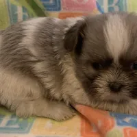 Baby, a female Shih Tzu for sale in Adel, GA – Photo 4 of 7