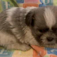 Baby, a female Shih Tzu for sale in Adel, GA – Photo 2 of 7