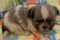 Baby, a female Shih Tzu for sale in Adel, GA – Photo 2 of 7