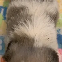 Baby, a female Shih Tzu for sale in Adel, GA – Photo 6 of 7