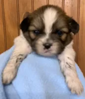 Bobby, a male Shih Tzu for sale in Adel, GA – 2 of 4