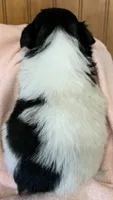 Anna, a female Shih Tzu for sale in Adel, GA – 2 of 2