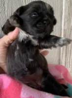 Black Prince, a male Shih Tzu for sale in Adel, GA – Photo 3 of 6