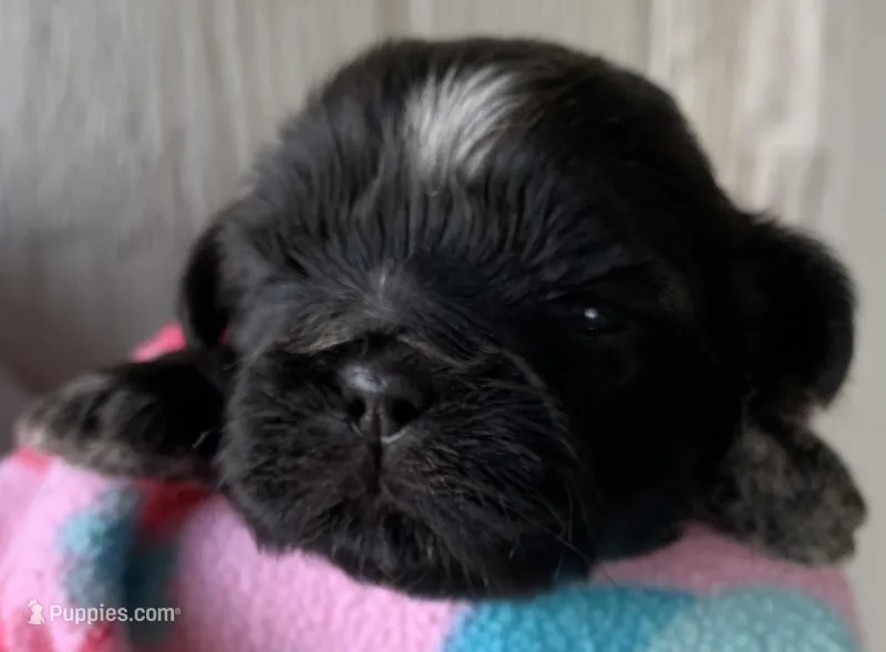 Black Prince, a male Shih Tzu for sale in Adel, GA – Photo 1 of 6