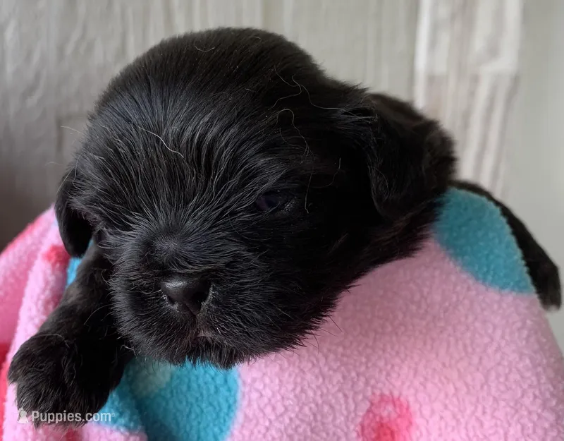 Black Prince – Shih Tzu puppy for sale in Adel, GA
