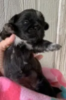 Black Prince, a male Shih Tzu for sale in Adel, GA – Photo 6 of 6