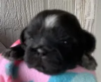 Black Prince, a male Shih Tzu for sale in Adel, GA – Photo 2 of 6