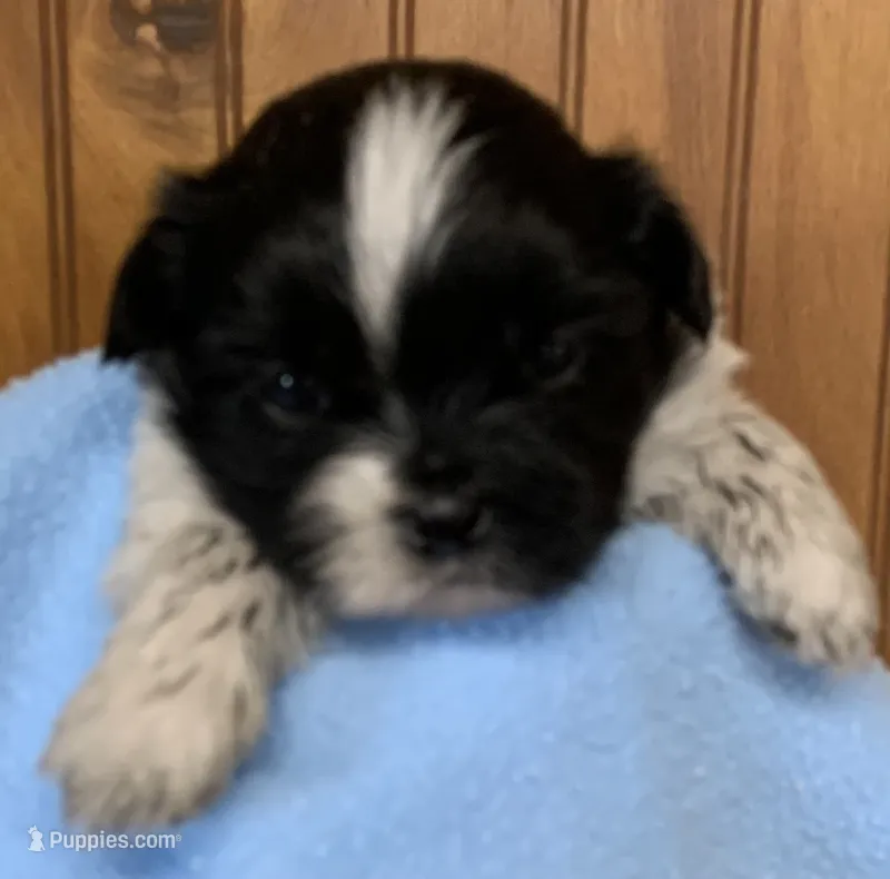 Lige – Shih Tzu puppy for sale in Adel, GA