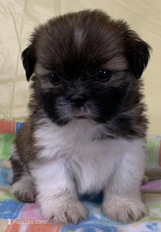 Suzy Q – Shih Tzu puppy for sale in Adel, GA