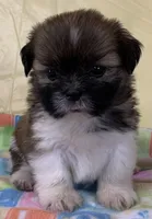 Suzy Q, a female Shih Tzu for sale in Adel, GA – 1 of 1