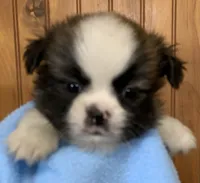 Bear, a male Shih Tzu for sale in Adel, GA – 1 of 8