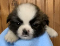 Bear, a male Shih Tzu for sale in Adel, GA – 3 of 8