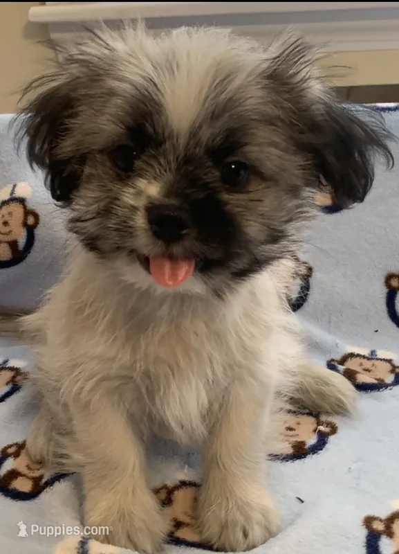 Bernard – Shih Tzu puppy for sale in Adel, GA