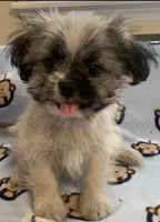 Bernard, a male Shih Tzu for sale in Adel, GA – 1 of 4
