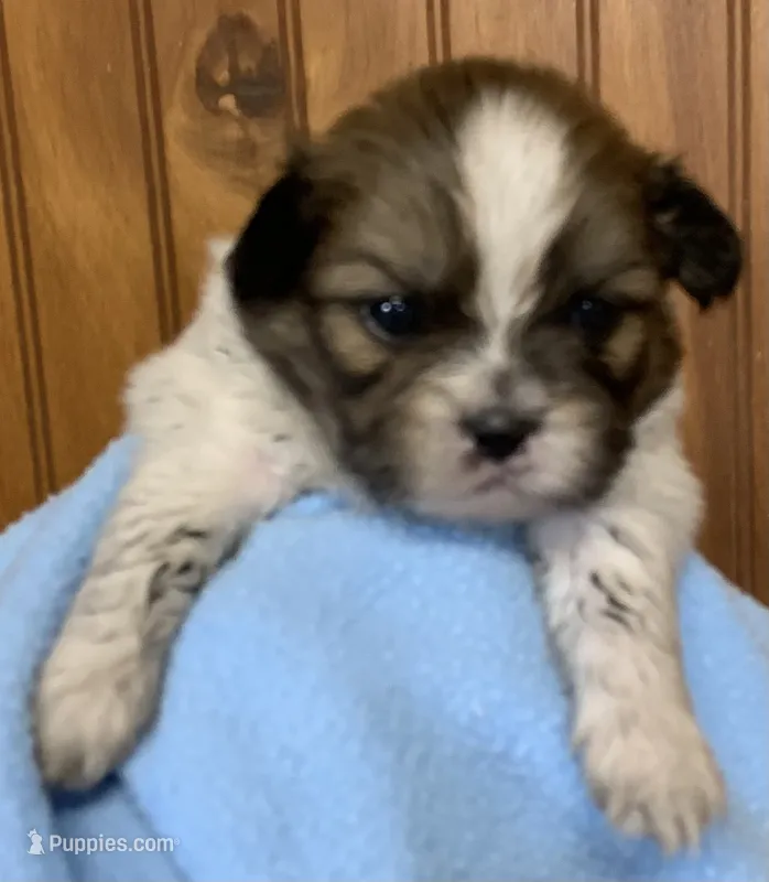 Bobby – Shih Tzu puppy for sale in Adel, GA