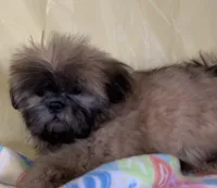 Red, a female Shih Tzu for sale in Adel, GA – 6 of 10