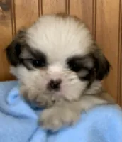 Baby Boy, a male Shih Tzu for sale in Adel, GA – 1 of 7