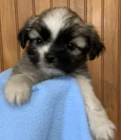 Bernard, a male Shih Tzu for sale in Adel, GA – 5 of 7
