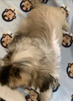 Bernard, a male Shih Tzu for sale in Adel, GA – 4 of 4