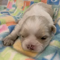 Creamy, a female Shih Tzu for sale in Adel, GA – Photo 1 of 5