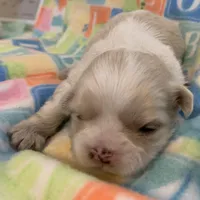 Creamy, a female Shih Tzu for sale in Adel, GA – Photo 5 of 5