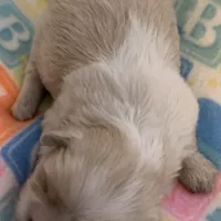 Creamy, a female Shih Tzu for sale in Adel, GA – Photo 3 of 5