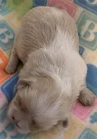 Creamy, a female Shih Tzu for sale in Adel, GA – Photo 3 of 5