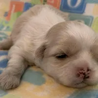 Creamy, a female Shih Tzu for sale in Adel, GA – Photo 2 of 5