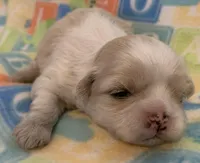 Creamy, a female Shih Tzu for sale in Adel, GA – Photo 2 of 5