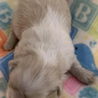 Creamy, a female Shih Tzu for sale in Adel, GA – Photo 4 of 5