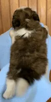 Bear, a male Shih Tzu for sale in Adel, GA – 7 of 8