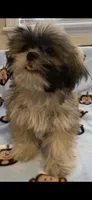Bennie, a male Shih Tzu for sale in Adel, GA – 3 of 6