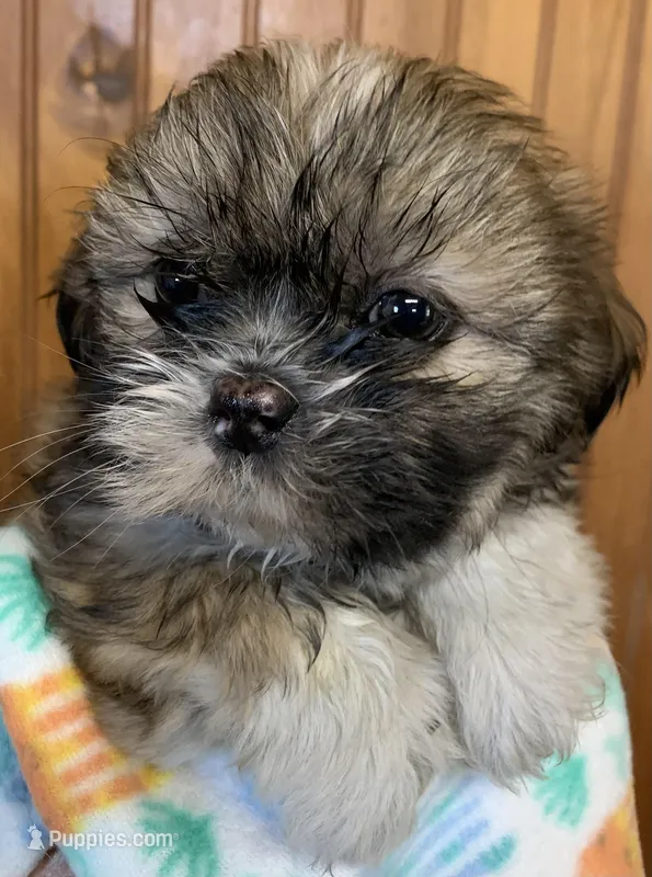 Bonnie – Shih Tzu puppy for sale in Adel, GA