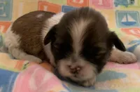 Bonnie, a female Shih Tzu for sale in Adel, GA – Photo 5 of 8