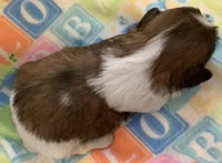 Bonnie, a female Shih Tzu for sale in Adel, GA – Photo 7 of 8