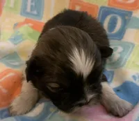 Bonnie, a female Shih Tzu for sale in Adel, GA – Photo 2 of 8