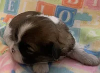 Bonnie, a female Shih Tzu for sale in Adel, GA – Photo 6 of 8