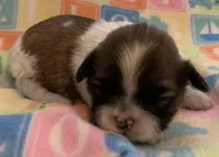 Bonnie, a female Shih Tzu for sale in Adel, GA – Photo 4 of 8