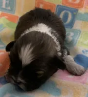 Bonnie, a female Shih Tzu for sale in Adel, GA – Photo 1 of 8