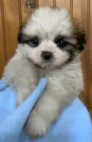Chance, a male Shih Tzu for sale in Adel, GA – 2 of 5